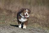 BERGER AUSTRALIEN PUPPIES 288